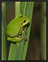Boomkikker, European Tree Frog, Hyla arborea Location: Tiszagyenda, Hungary boomkikker MG 8734 kopie